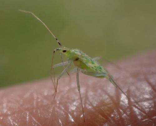 Malacocoris chlorizans